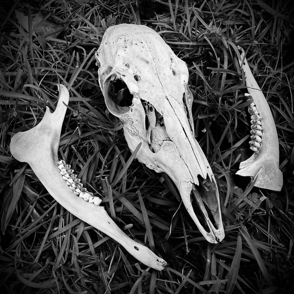 bouquetof_bones
